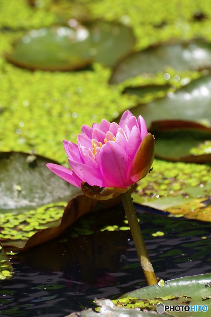 初夏の水辺