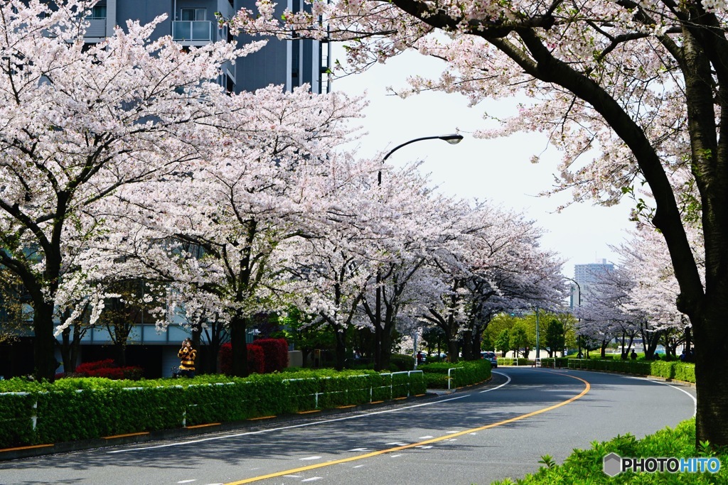 桜通り