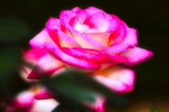 Autumn rose