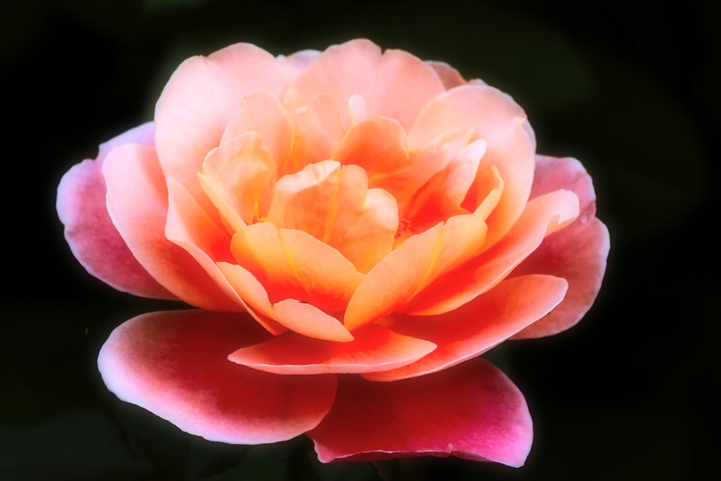 Autumn rose⑧-1