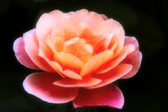 Autumn rose⑧-1