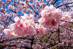 上野の寒桜②