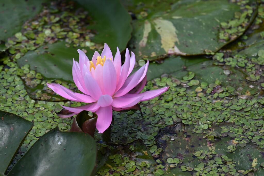 Lotus