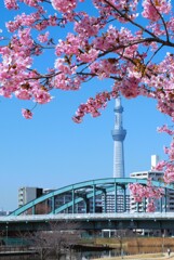 春爛漫①