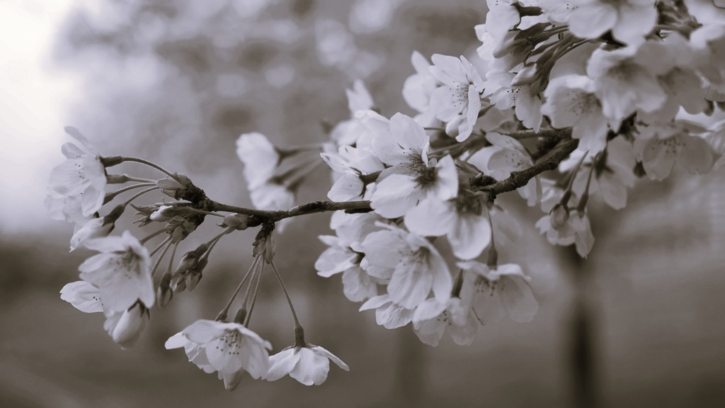 染井吉野・Monochrome
