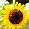 晩夏に咲く③