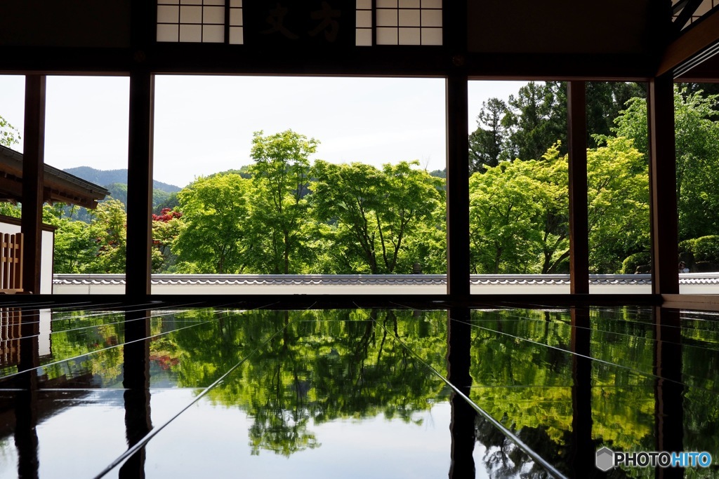 床モミジ 新緑の寺