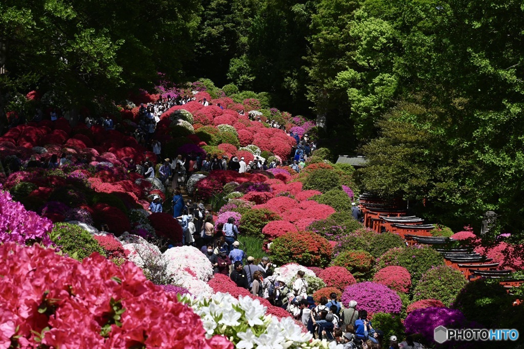 文京つつじまつり(根津神社)