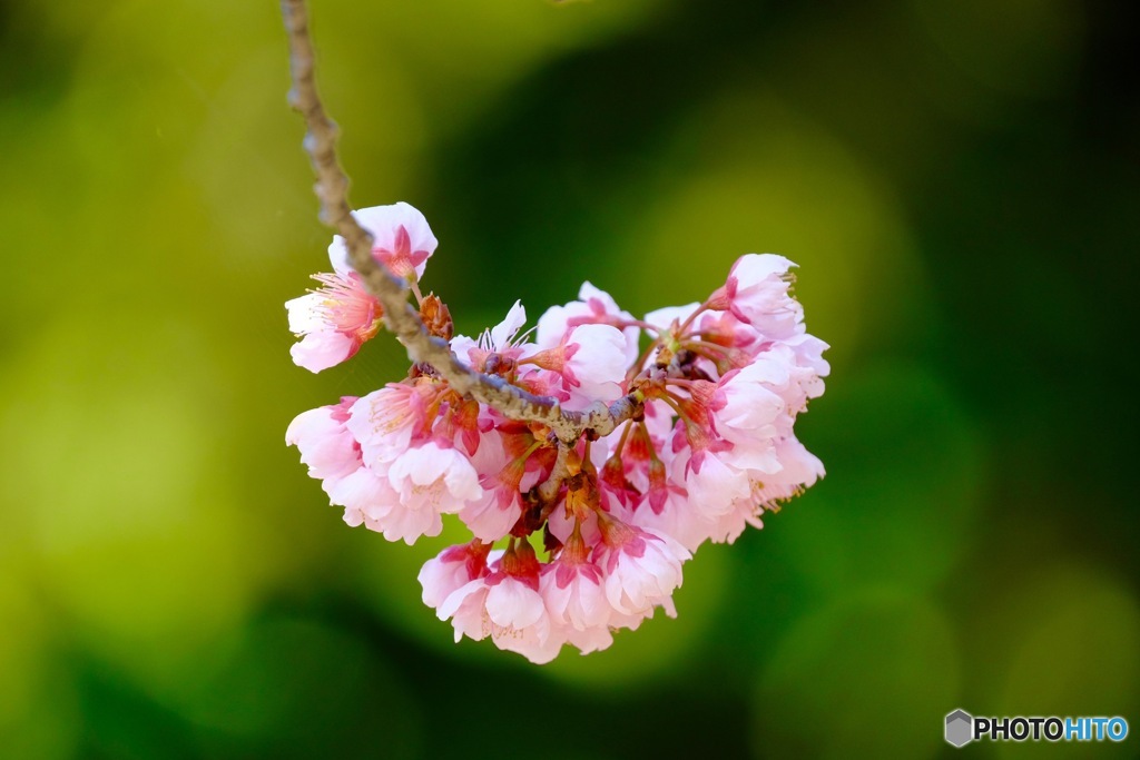 寒桜