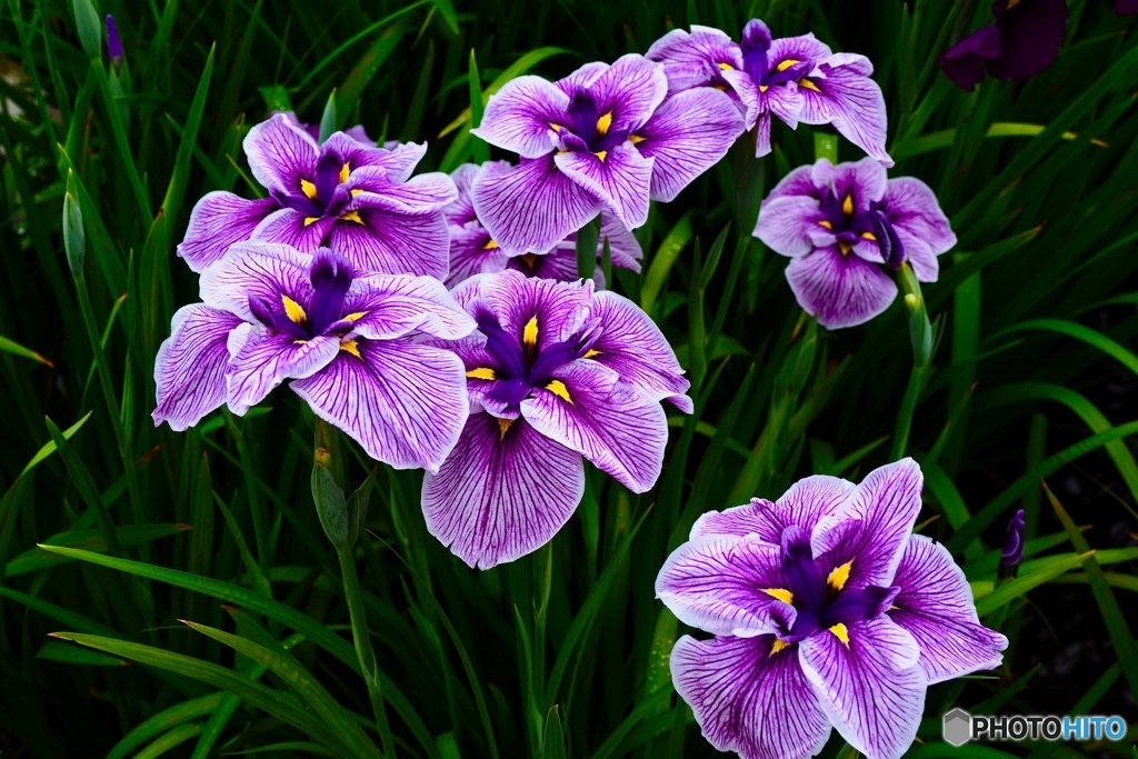 水無月 花菖蒲  Ⅲ