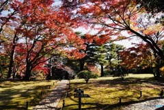 武蔵野台地の紅葉（Ⅵ）