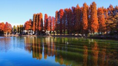 映りこむ逆さ紅葉②