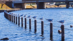 かもめのジョナサン