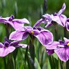 初夏の彩り「優しいこころ」
