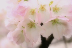 苔清水