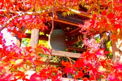 古刹の紅葉③