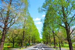 新緑の並木路
