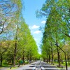 新緑の並木路