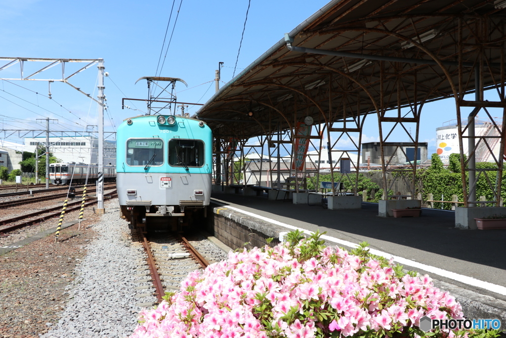 岳南電車と花
