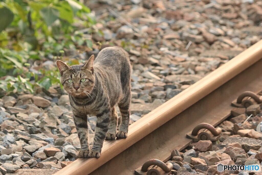 レールと猫