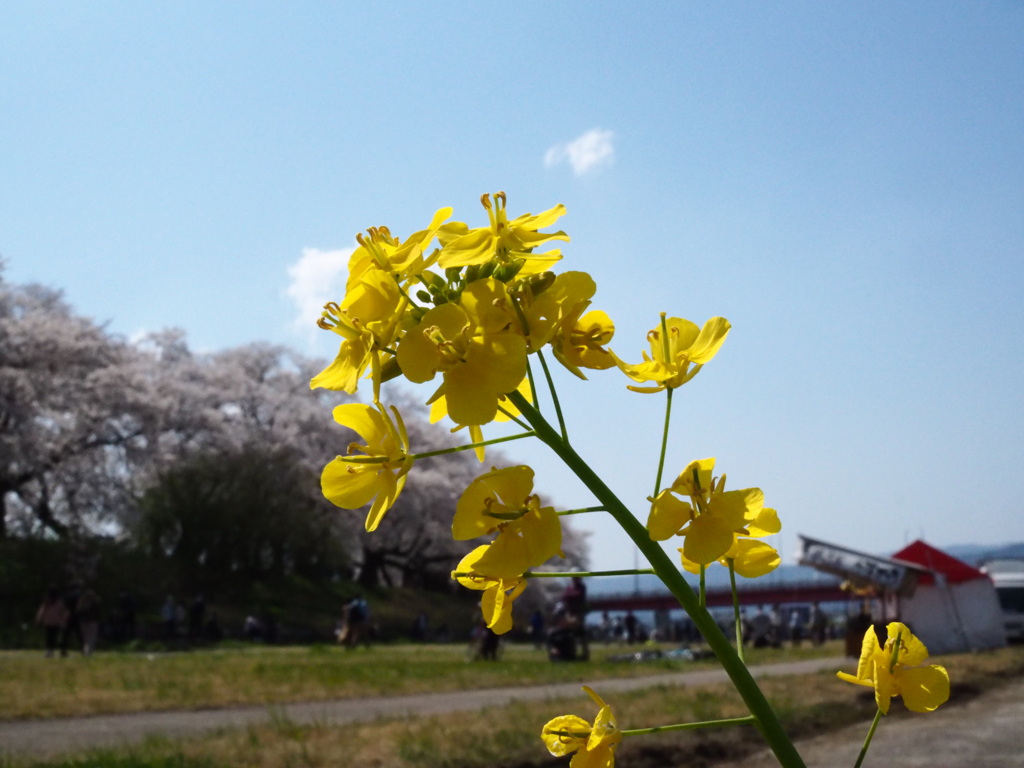 桜も良いですが