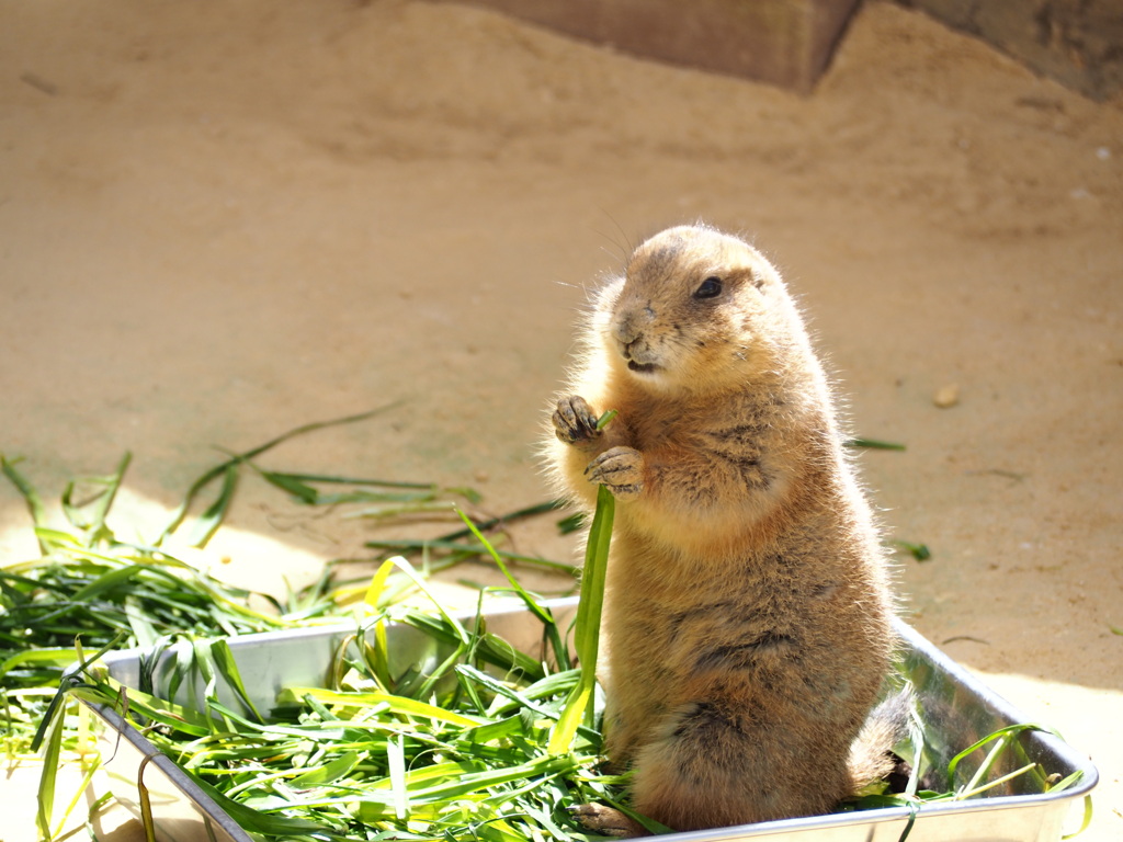 草を食む
