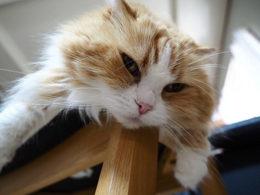 猫溶けて　夏