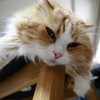 猫溶けて　夏