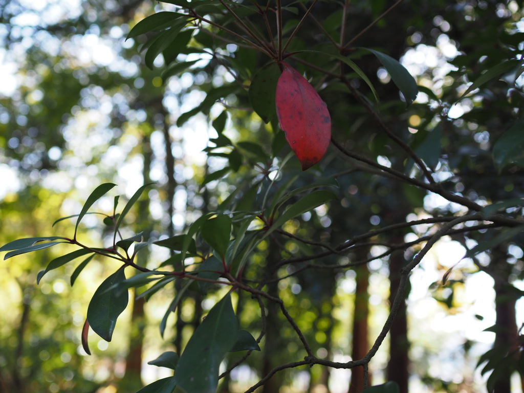 紅一点