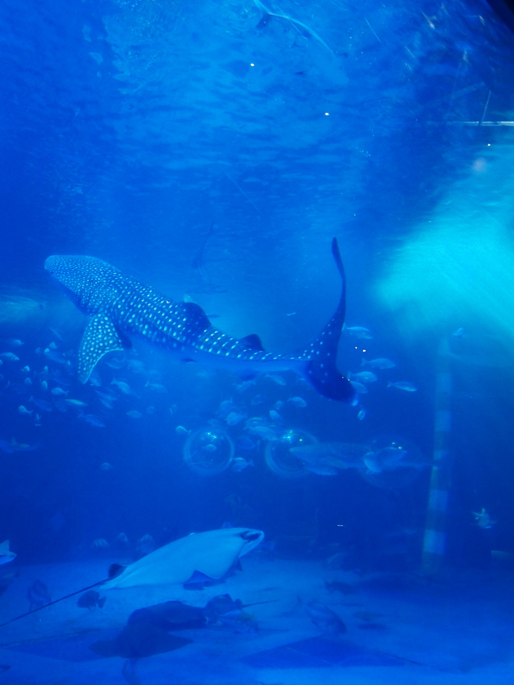 のとじま水族館