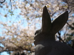 白うさぎ、花を見る