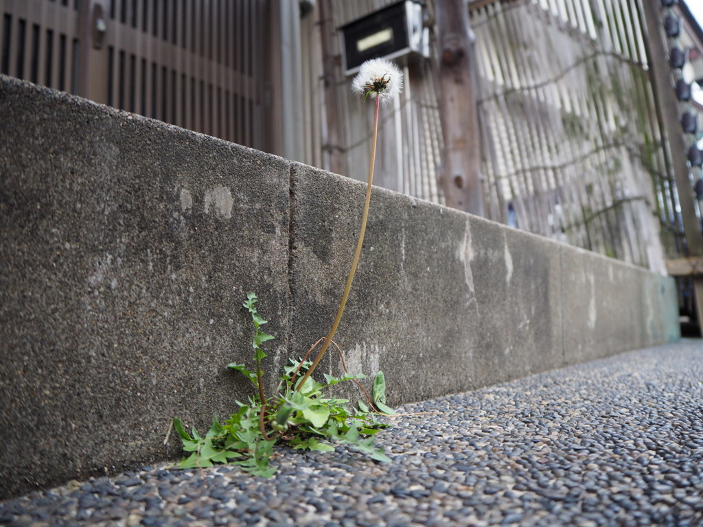 コンクリを突き破って