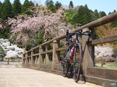 桜と自転車①