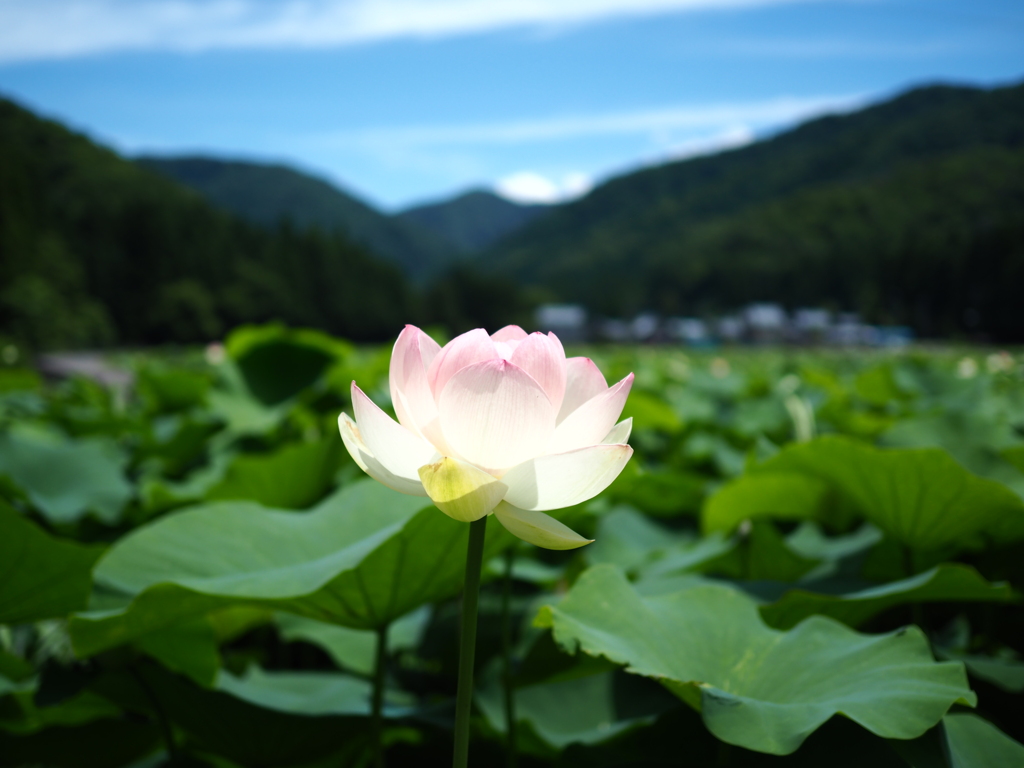 花はす