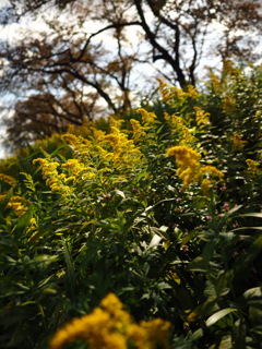 goldenrod