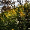goldenrod