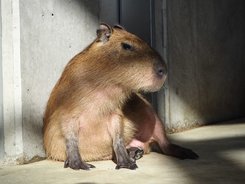 大きなネズミ