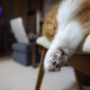 猫溶けて　足