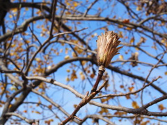 百合樹の花(枯)