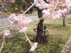 自転車のお花見