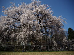 足羽神社の枝垂桜