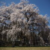 足羽神社の枝垂桜