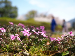 桜の季節の足元の花