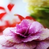 　冬の華