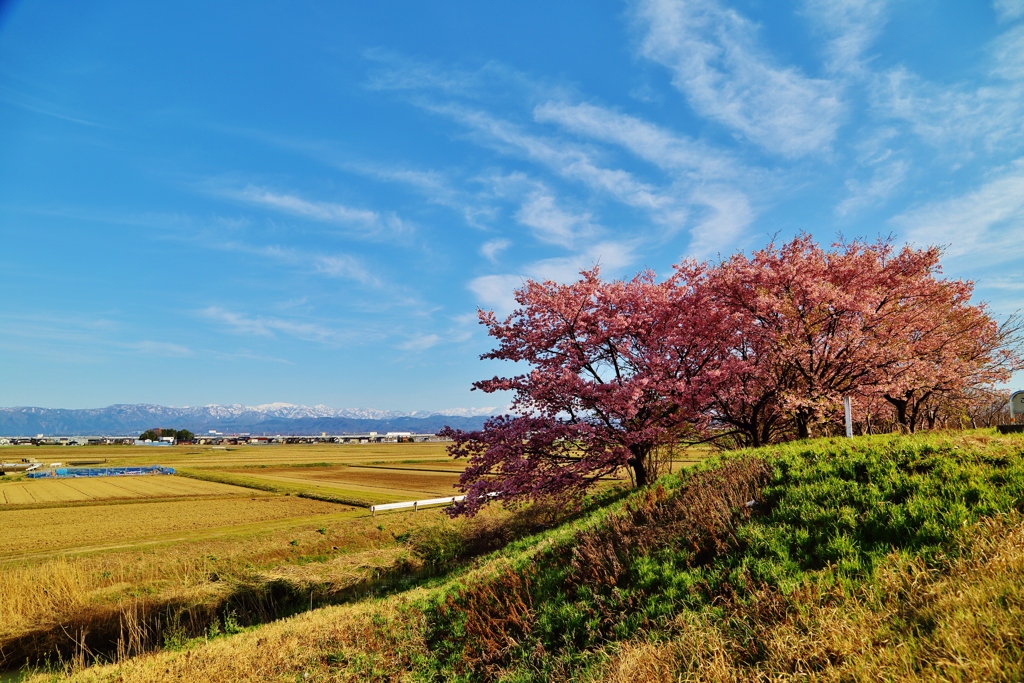 　弥生の桜