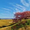 　弥生の桜