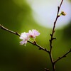 　花あかり