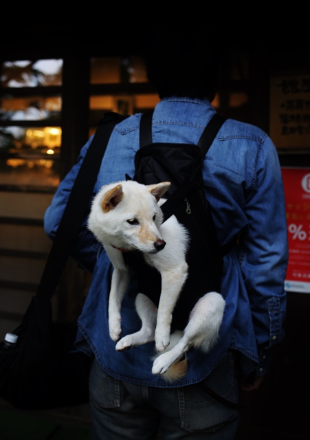 価格 Com 柴犬 特徴 性格 飼い方