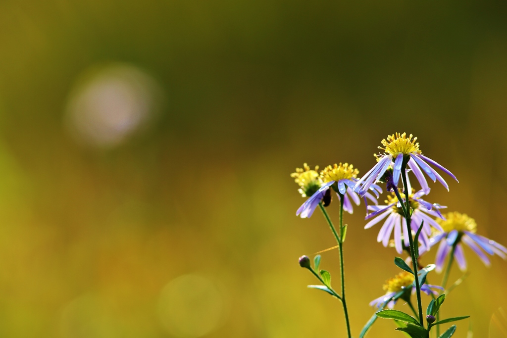 　野辺の花