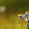 　野辺の花
